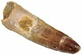 Fossil Spinosaurus Tooth - Real Dinosaur Tooth #305849-1